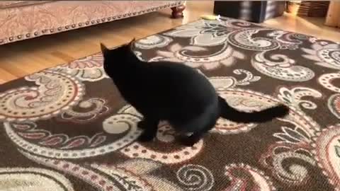 Funny animal Videos try not to laugh 🤣🤣