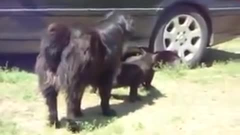Responsible Dog Breaks Up Cat Fight!