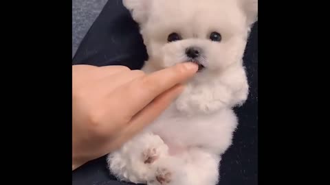 Try Not To Laugh Watching Funny Animals Compilation
