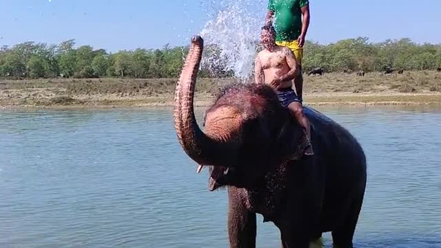 Elephant water drinking and spray water this two man