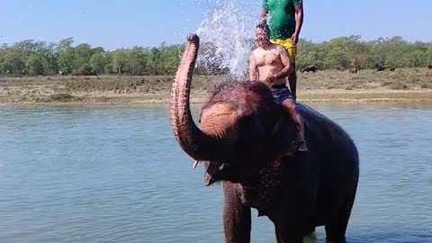 Elephant water drinking and spray water this two man