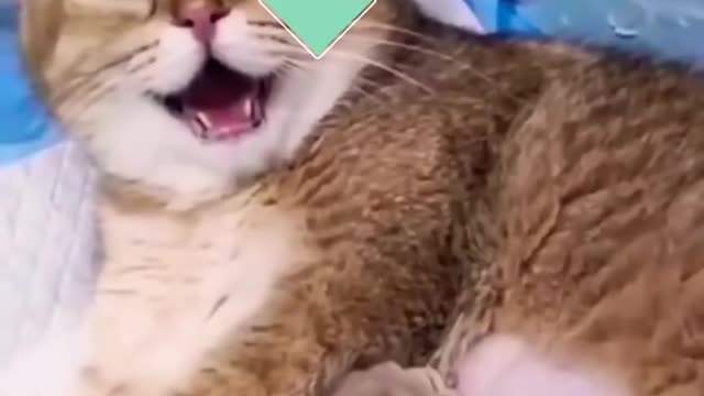 best cat and dog videos for laughs
