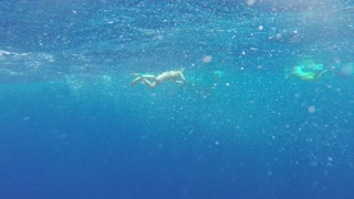 Whale hits swimmer