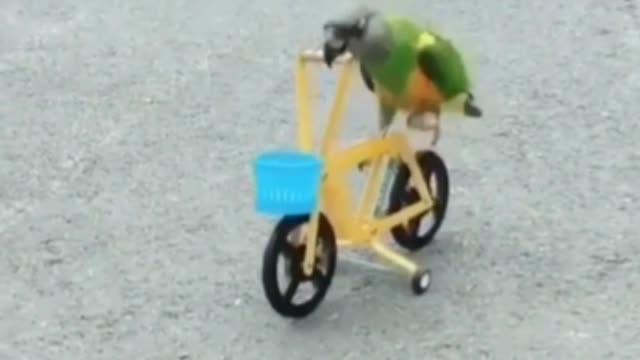 Parrot riding a bicycle must also see it so gracefully