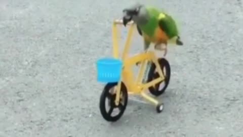 Parrot riding a bicycle must also see it so gracefully