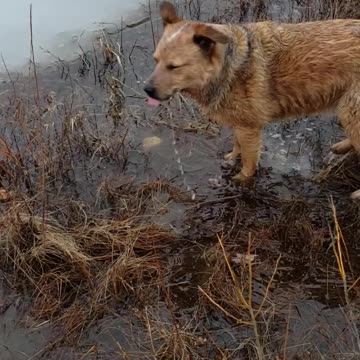 Crazy Cooper after a stone in freezing water