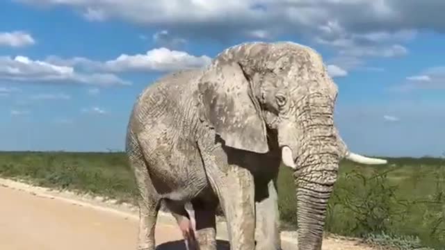 Animals lover big elephant