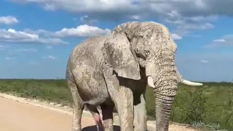 Animals lover big elephant