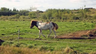 Horse cover himself in dirt after feeling hot