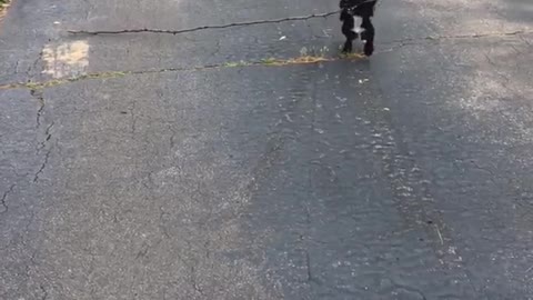 Black dog carries large stick