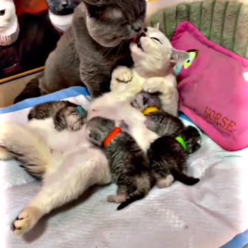 .romantic family #cat #shorts