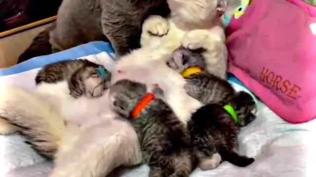 .romantic family #cat #shorts