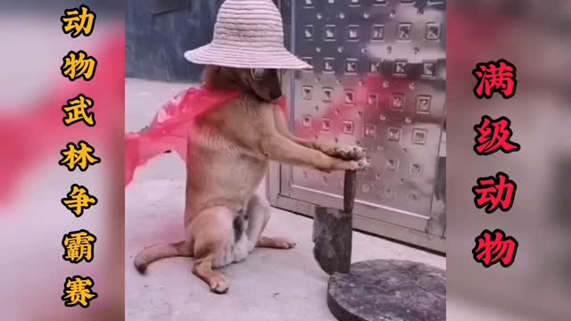 Kung fu animals