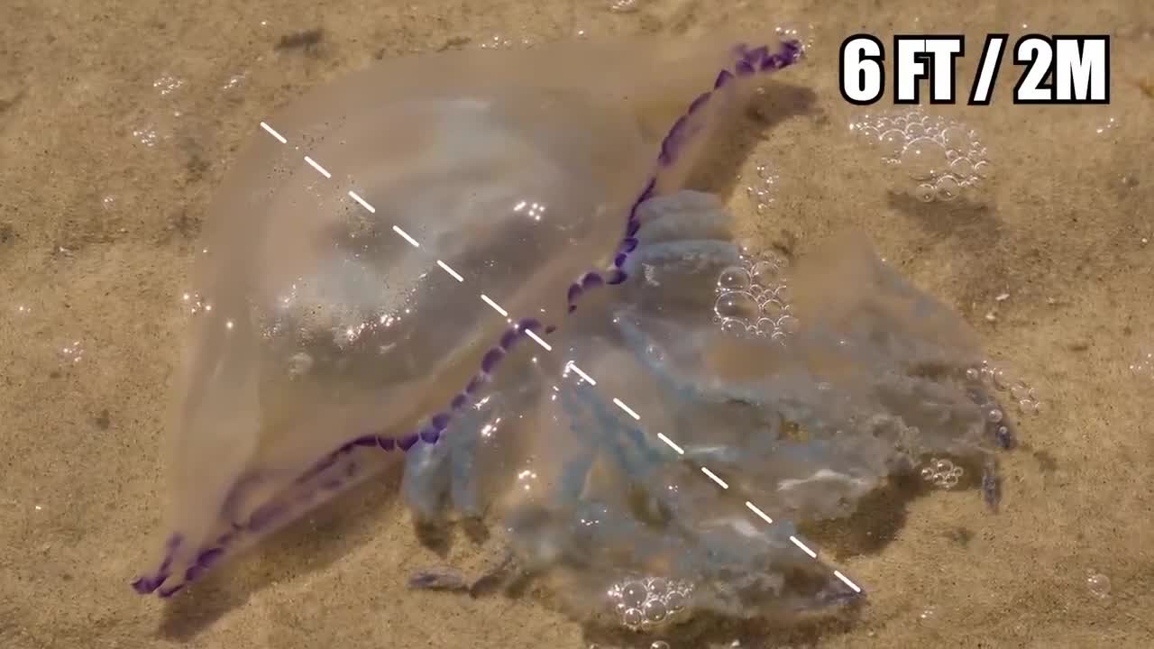 10 Craziest Sea Creatures Recently Discovered!