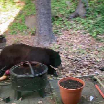 Patio Bear Visit