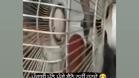 funny video