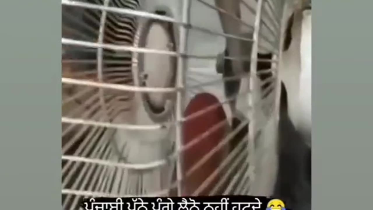funny video