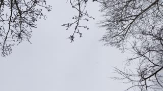 Seagulls forming formations in the sky