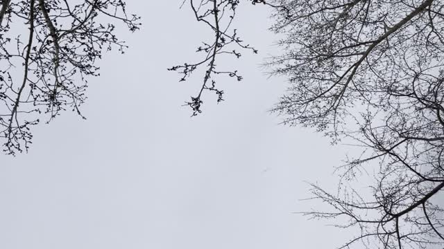 Seagulls forming formations in the sky