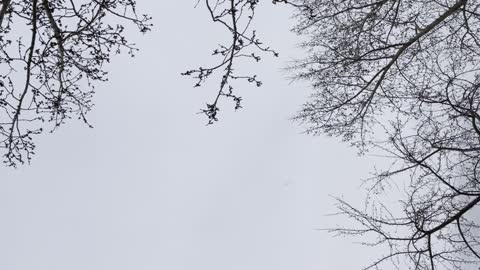 Seagulls forming formations in the sky