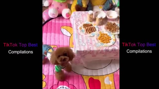 Cute Dogs and Puppies Doing Funny Things Compilation 2021 🐶 Funny Dog and Puppy Moments Videos