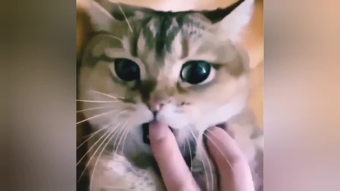 Cute Cat videos Shorts_funny_video_cat_and_dog