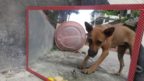 Funny mirror reflection with dog