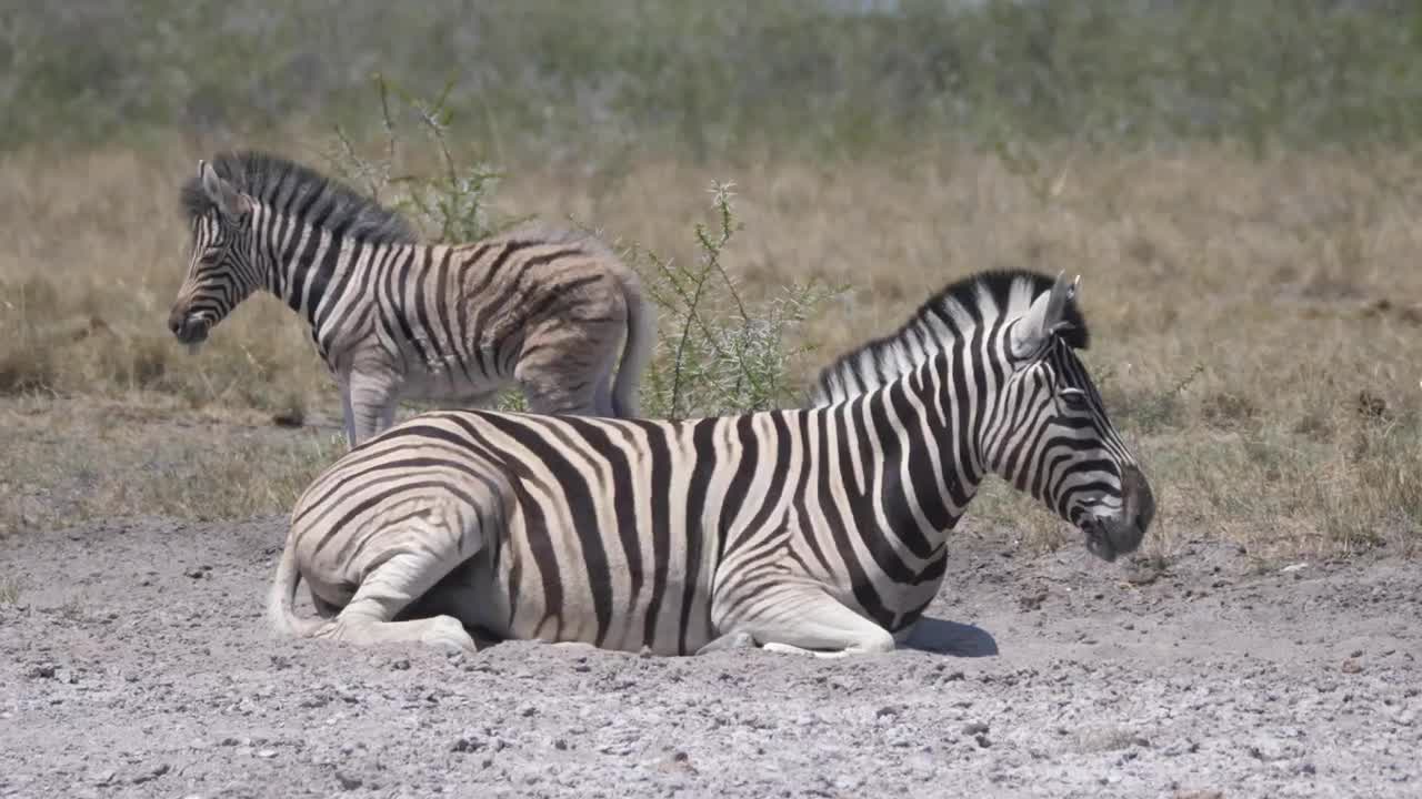 Mother and baby Zebra on a dry savanna