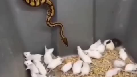 Male sidewinder rattlesnake striking food and kill