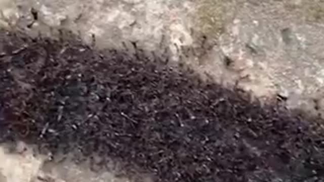 I Never Seen Ants Do This