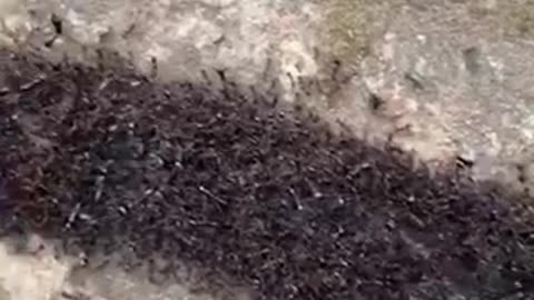I Never Seen Ants Do This