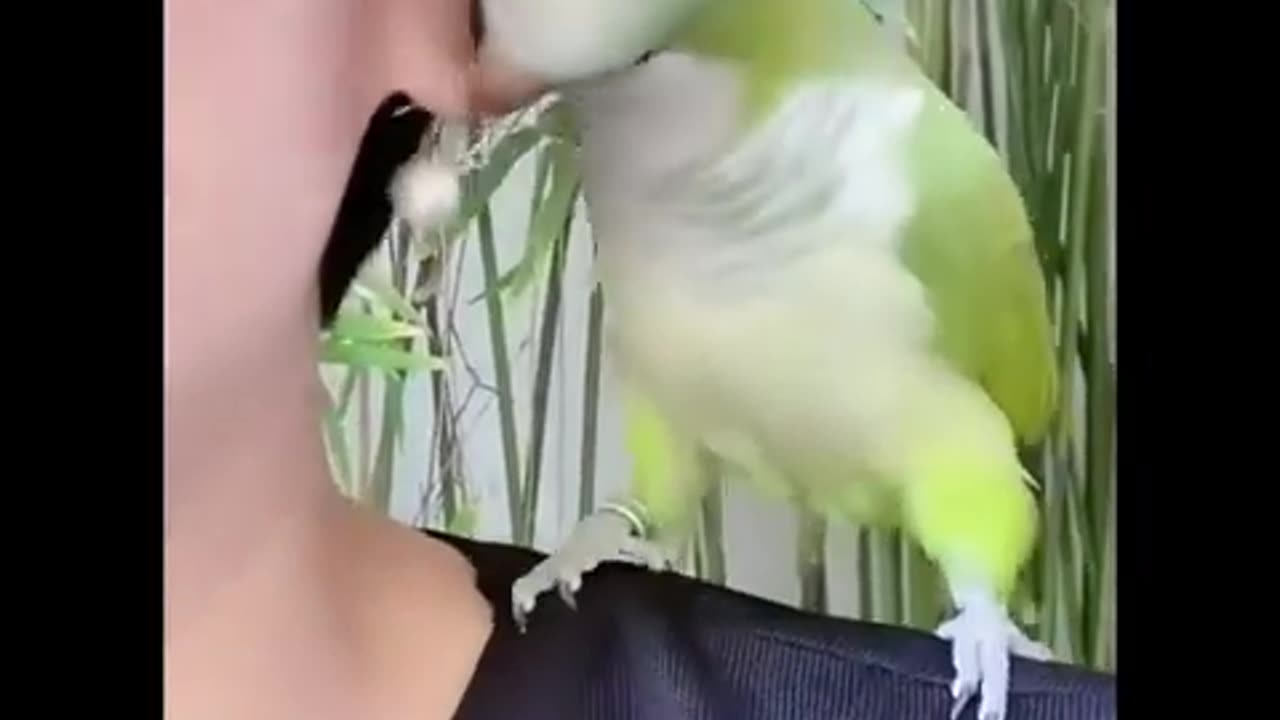 Funny bird video