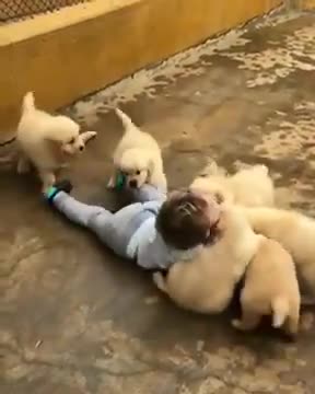 Baby playing with dogs !!!