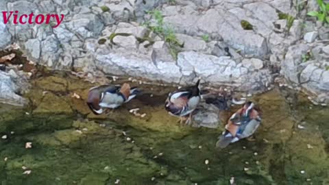 영혼정화 시편 1편. 한국 북한산 국립공원 .. 우이계곡. 22.5.26.9