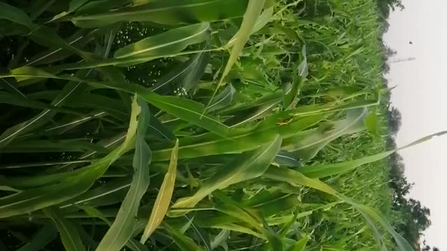 ٹڈی 🦗 کا حملہ جوار کی فصل پر Locust attack on crop in Pakistan