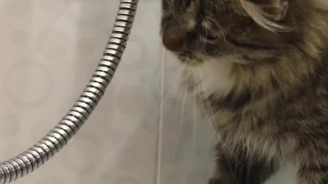 Cat trying to eat water