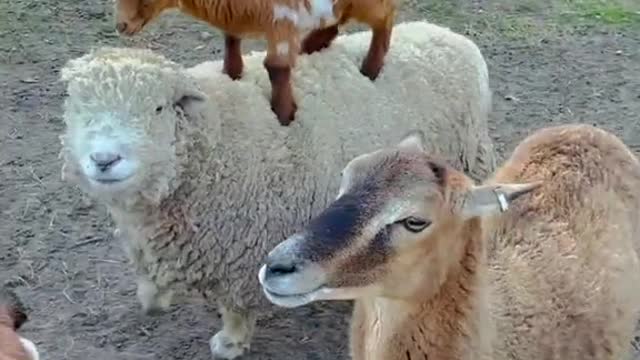 funny video of a kid goat on his mother's back