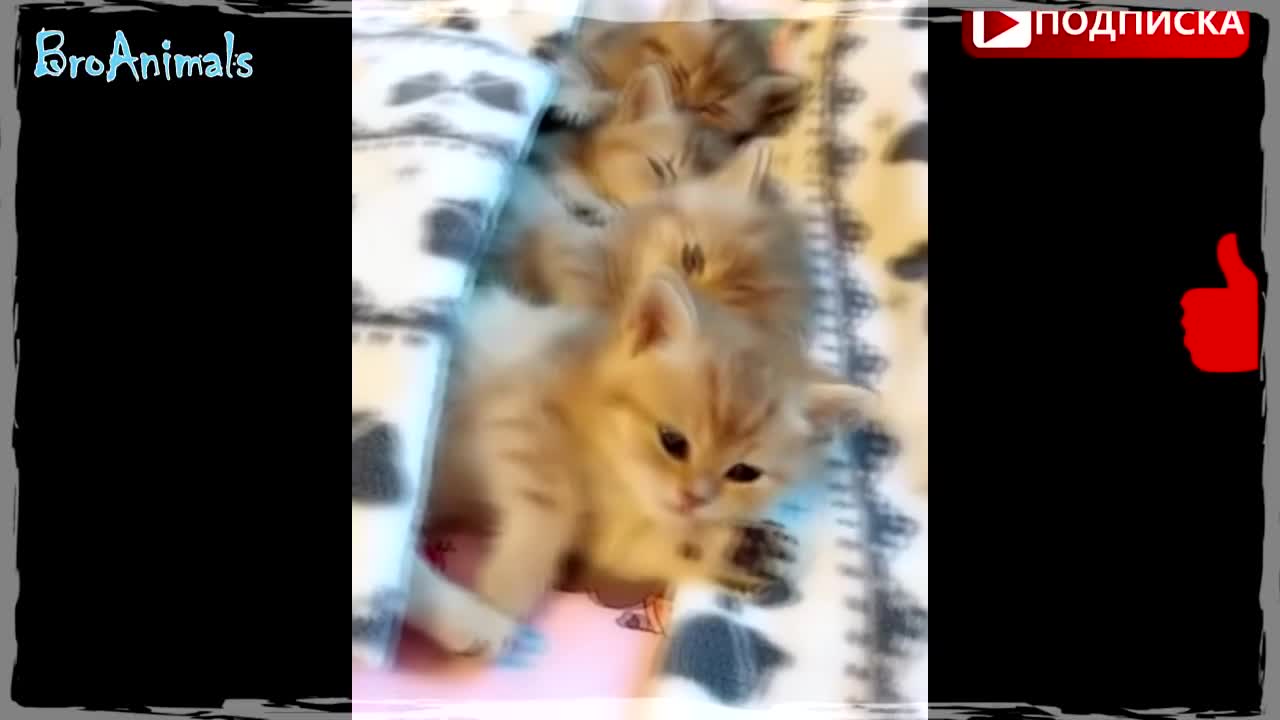 Милые Котики и Котята | Sweet Cats and Kittens