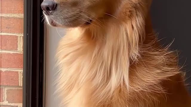 Dog Funny Video