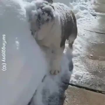 This dog has been playing with snow