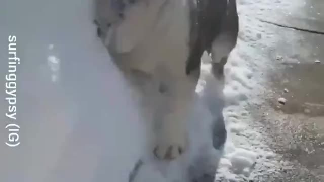 This dog has been playing with snow