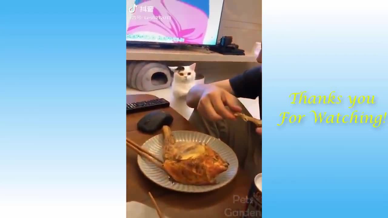 Adorable Funny Pets Compilation that will make your day