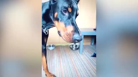 #funny dog cake reaction compilation