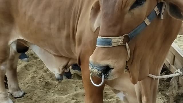 CATTLE MARKET 1 Beautiful Heavy Bull
