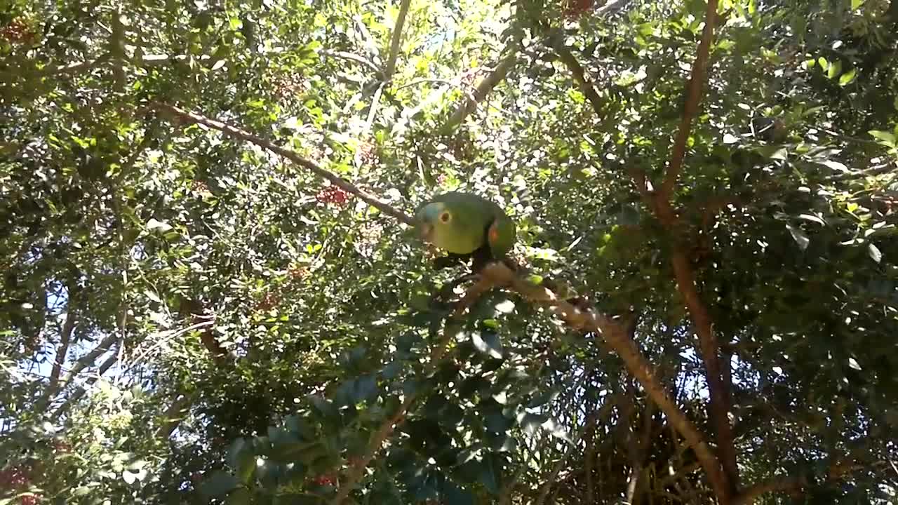 parrot imitates crying child