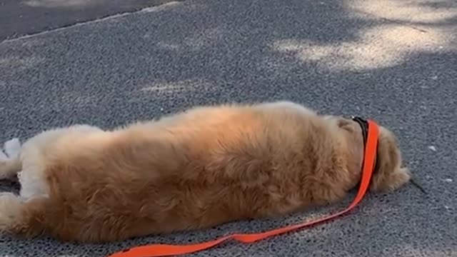 Watch what it takes to make this stubborn golden retriever finally move