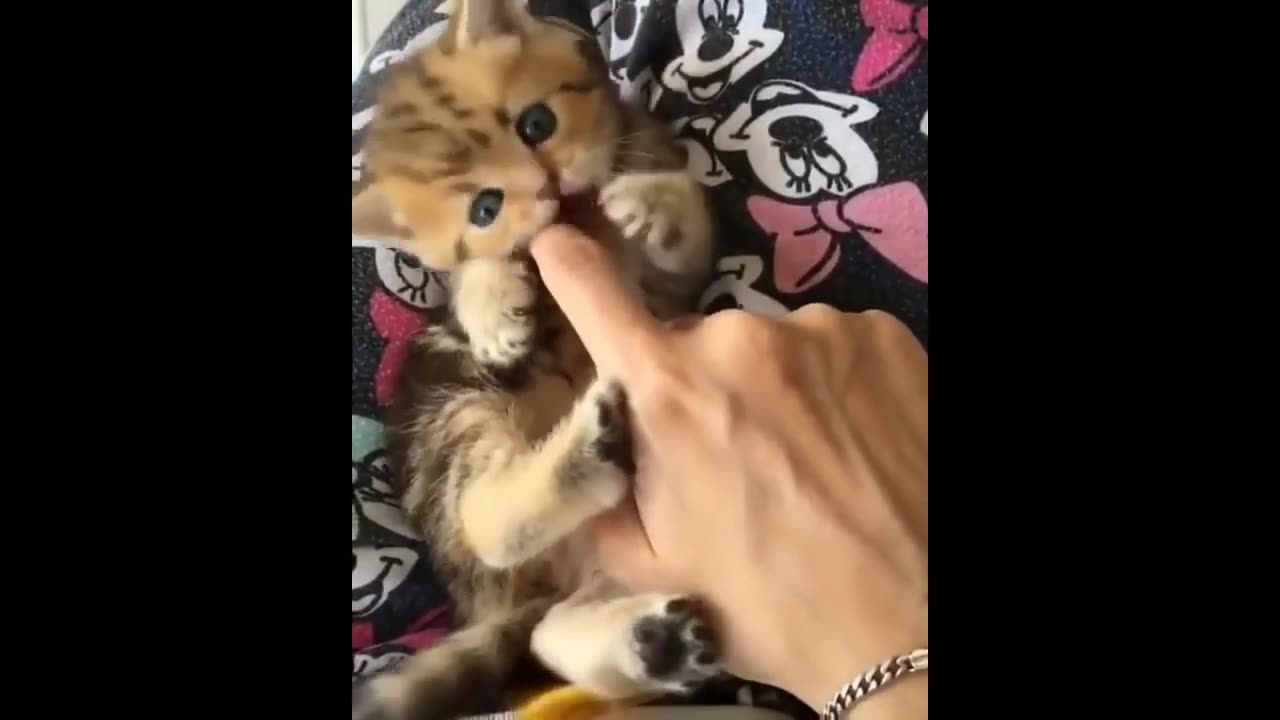 My Kitten So Adorabel | Funny Cats