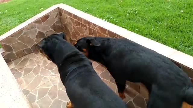 Rottweiler playing