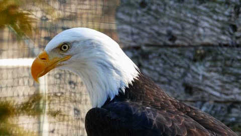 Bald eagle information