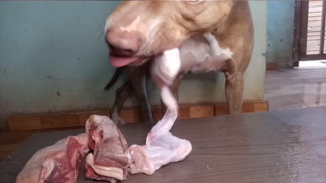 pit bull eating